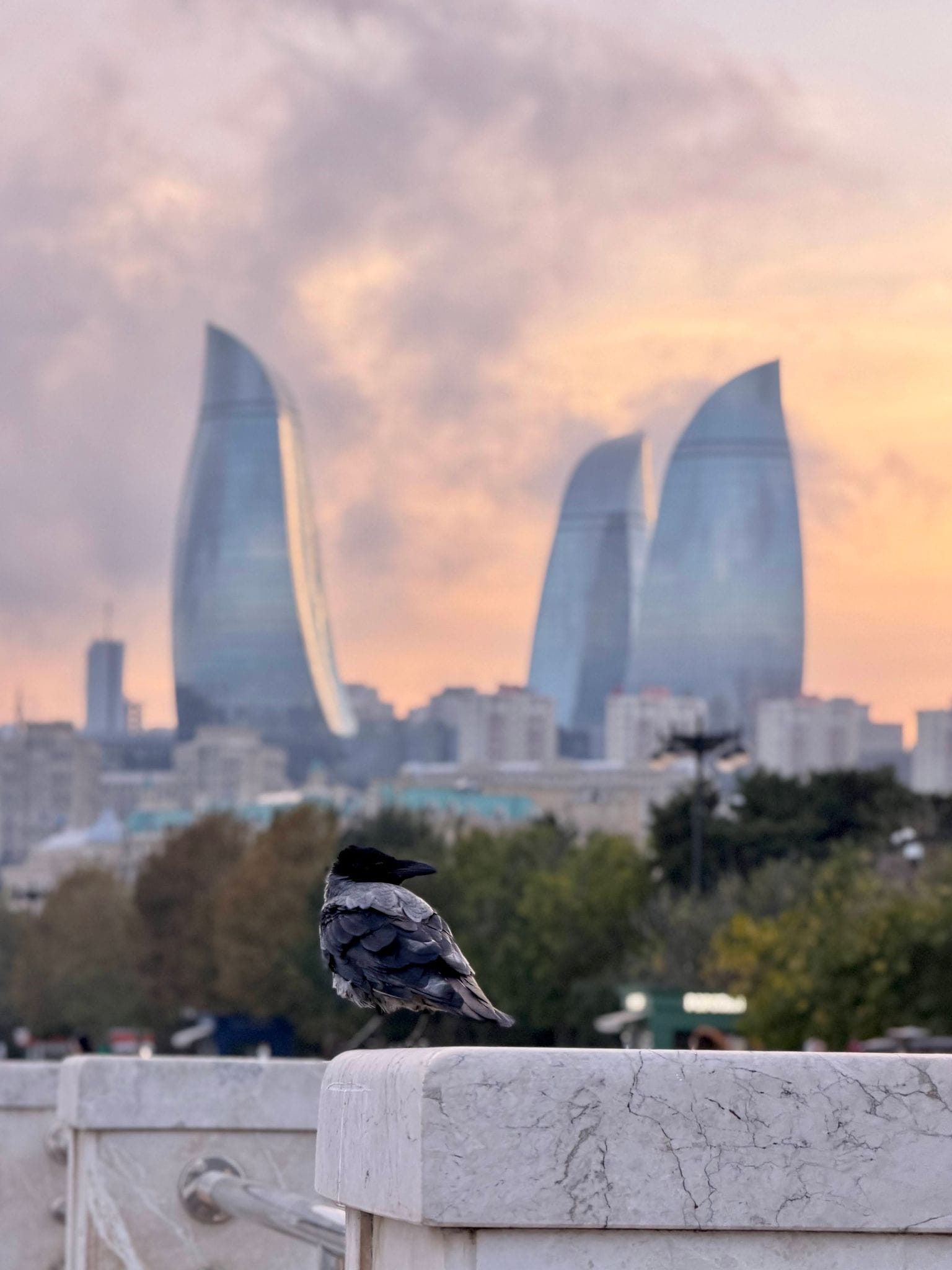 A crow on the boulevard railing with the Flame Towers behind it at sunset